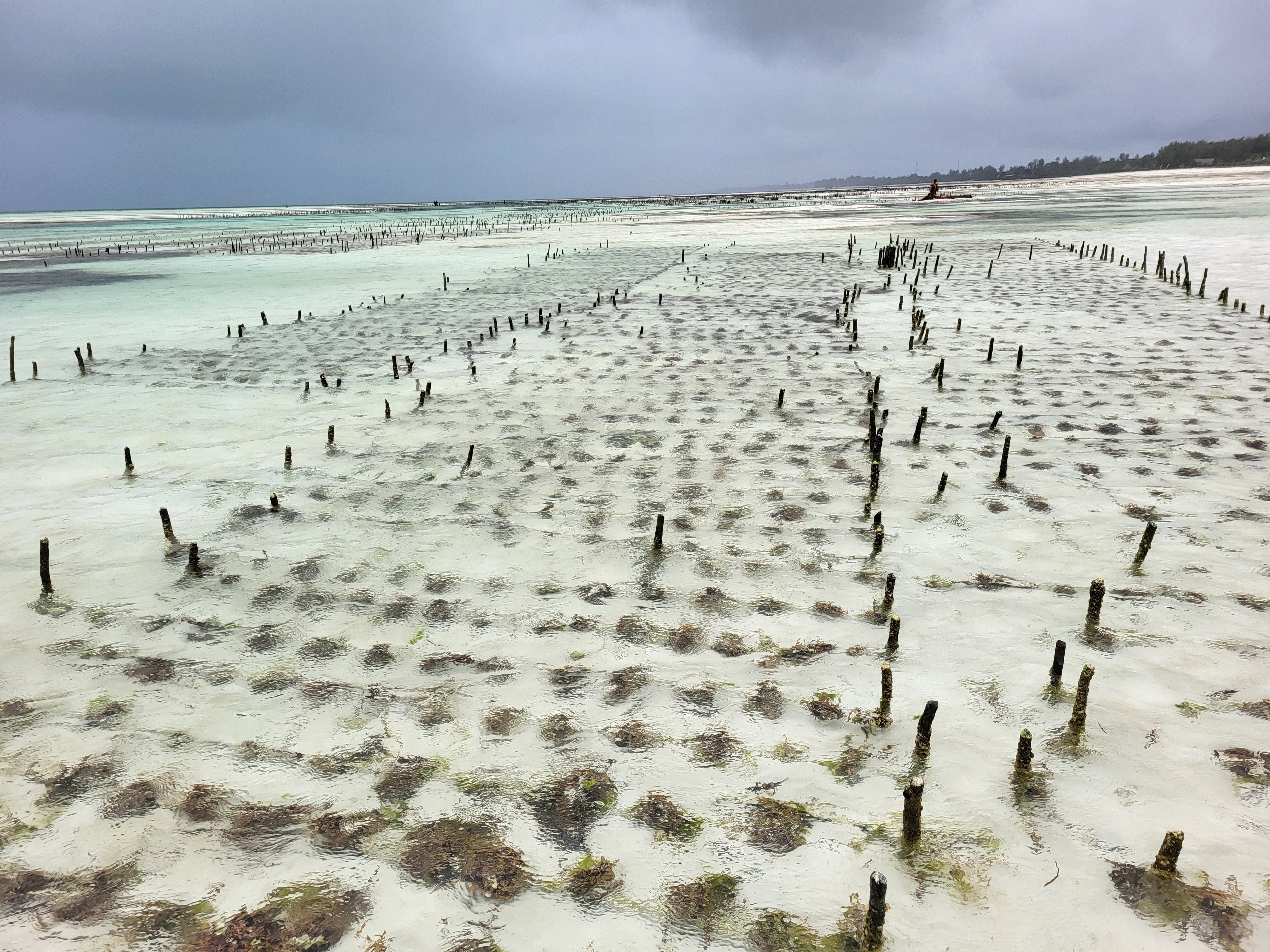 Zanzibar_seaweed_2023-05-21